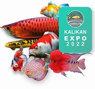 Slot Terbaru Ikan Hias 2024 Di Jepang